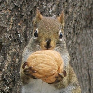 squirrel w walnut